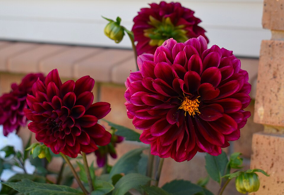 Dahlia — Dahlia (cultivar horticole)