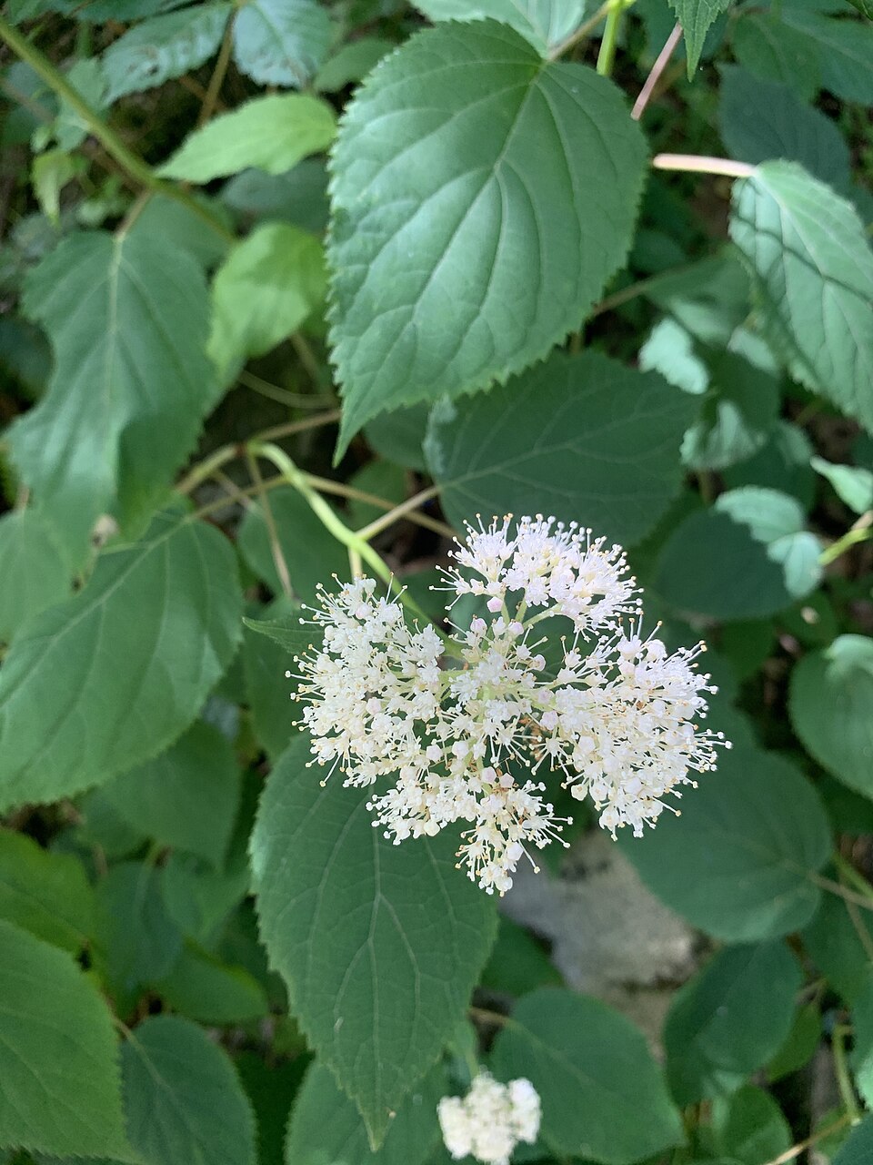 Hortensia — Hydrangea arborescens