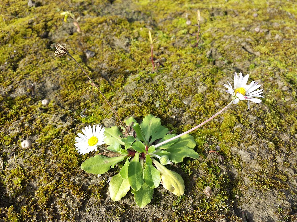 Pâquerette — Bellis perennis