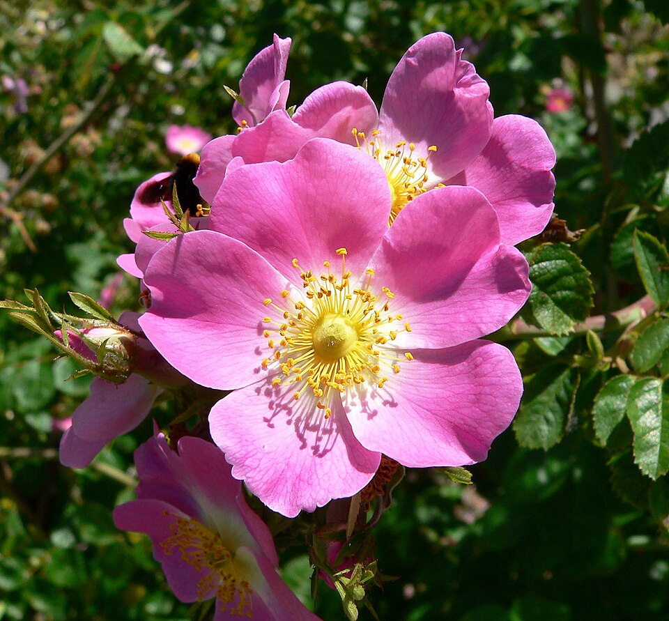 Rose — Rosa rubiginosa