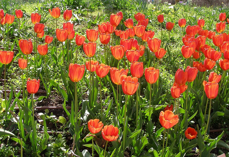 Tulipe — Tulipa (cultivars horticoles)